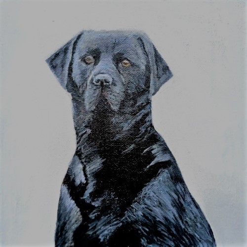 Black Labrador — oil on canvas by Kevin Quinn